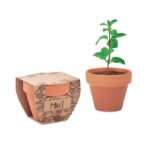 Terracotta pot mint seeds | MINT POT
