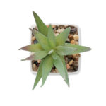 Mini artificial plant | ARTILOE - Image 3